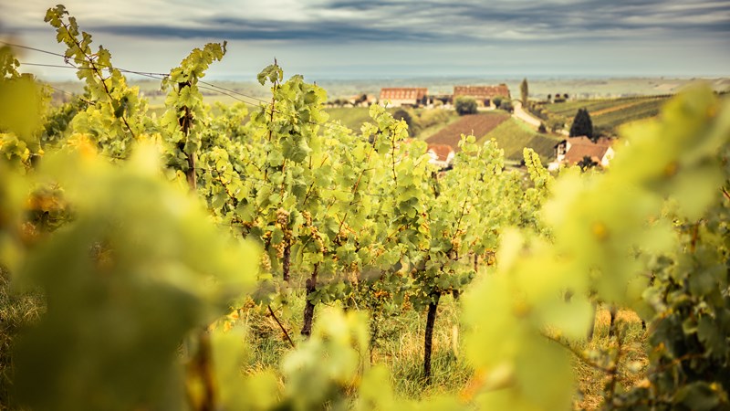 Weinberg Löwenthal